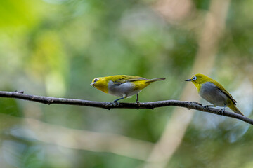 The Indian white-eye (Zosterops palpebrosus), formerly known as the Oriental white-eye, is a small, social, and active passerine bird.