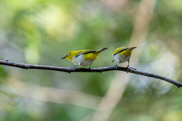 The Indian white-eye (Zosterops palpebrosus), formerly known as the Oriental white-eye, is a small, social, and active passerine bird.