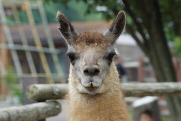 Fototapeta premium Close-up Portrait of a Llama Looking at the Camera