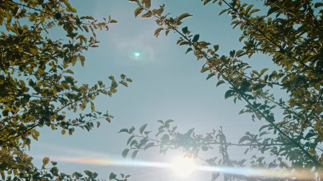 A Sunny Day