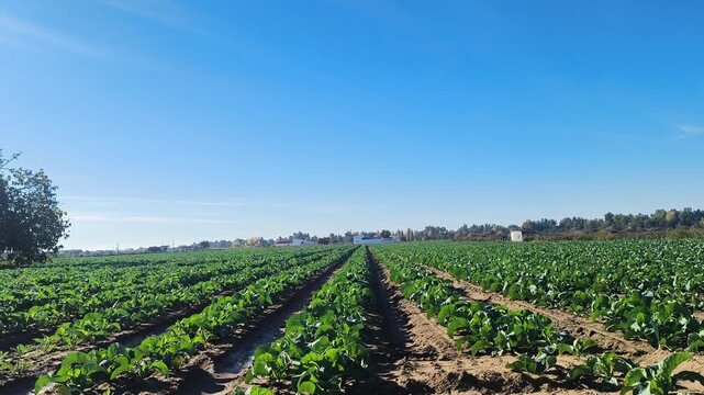 Br&oacute;coli cultivada ecol&oacute;gicamente en hileras perfectas