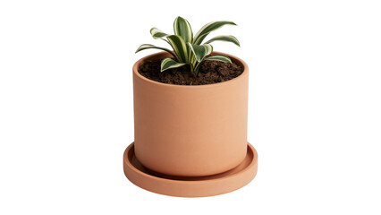 Fototapeta premium Stylish snake plant in terracotta pot adding vibrant green life to modern interiors, perfect for home decor and minimalist spaces with fresh botanical style isolated on white or transparent png.