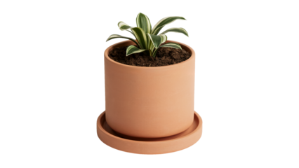 Stylish snake plant in terracotta pot adding vibrant green life to modern interiors, perfect for home decor and minimalist spaces with fresh botanical style isolated on white or transparent png.