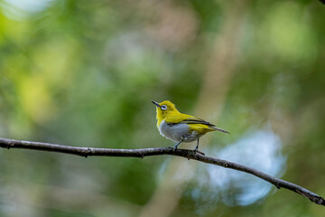 The Indian white-eye (Zosterops palpebrosus), formerly known as the Oriental white-eye, is a small, social, and active passerine bird.