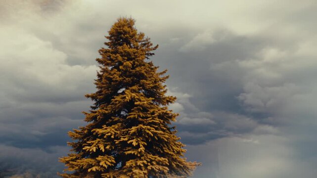Tree Timelapse
