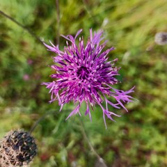purple thistle flower
