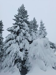 Naklejka premium snow covered trees