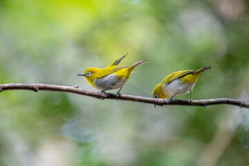The Indian white-eye (Zosterops palpebrosus), formerly known as the Oriental white-eye, is a small, social, and active passerine bird.