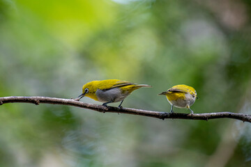 The Indian white-eye (Zosterops palpebrosus), formerly known as the Oriental white-eye, is a small, social, and active passerine bird.