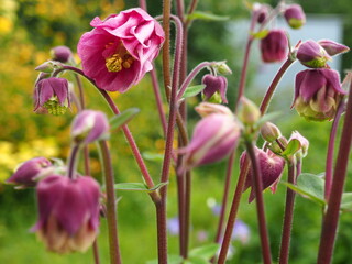 ORLIKI WIOSNA MAJ © LookLook