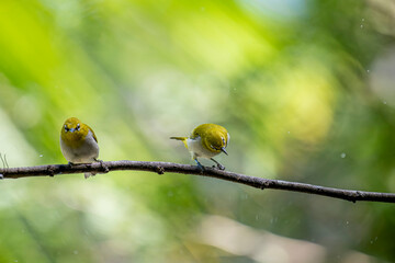 The Indian white-eye (Zosterops palpebrosus), formerly known as the Oriental white-eye, is a small, social, and active passerine bird.