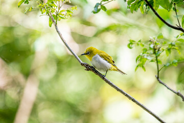 The Indian white-eye (Zosterops palpebrosus), formerly known as the Oriental white-eye, is a small, social, and active passerine bird.