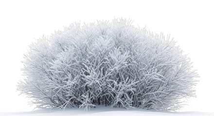 Winter bush covered in frost isolated on transparent background