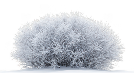 Winter bush covered in frost isolated on transparent background