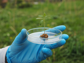Scientist holding seedling in petri dish for research and development of sustainable agriculture solutions, symbolizing environmental care and innovation