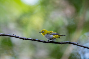 The Indian white-eye (Zosterops palpebrosus), formerly known as the Oriental white-eye, is a small, social, and active passerine bird.