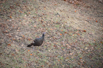 Female Wild North American Turkey (Meleagris gallopavo) in a field in late autumn.