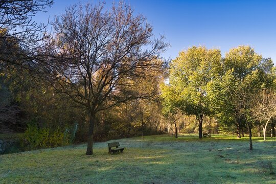 Autumn morning scene with frosty grass, trees, and a lonely bench in a tranquil park - Powered by Adobe