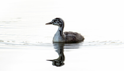 A young great crested grebe in a natural environment on the surface of a lake