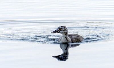 A young great crested grebe in a natural environment on the surface of a lake