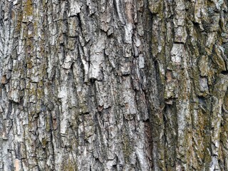 Norway maple, tree trunk bark, closeup