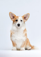 Red and White Pembroke Welsh Corgi Dog Sitting on White Background, Staring at Camera.