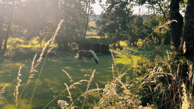 A Horse on a green field