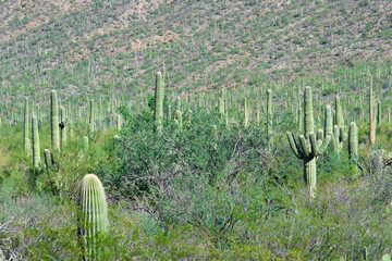 Saguaro Cactus forest in southern Arizona. Arizona deserts saguaro national park in Arizona offers variety of desert foliage