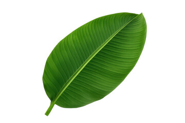 Obraz premium Banana leaf vector illustration with green tropical plant foliage design element on transparent background