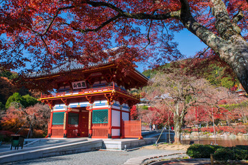 Obraz premium Katsuo-ji temple sanmon gate with autumn maple leaf colors, Osaka