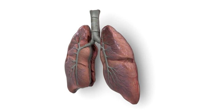 human lungs on white background