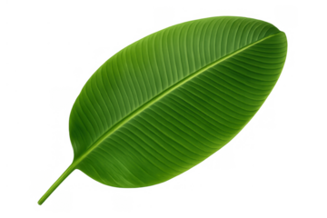Banana leaf capturing vibrant green color and detailed parallel venation. Tropical plant foliage representing nature and healthy growth