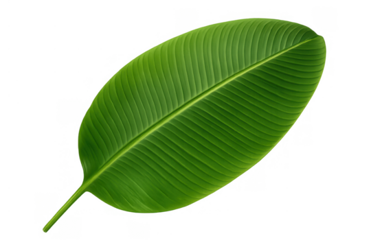 Banana leaf capturing vibrant green color and detailed parallel venation. Tropical plant foliage representing nature and healthy growth