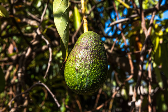 Healthy Avocado Hanging From Tree in Orchard, Green Fruit Ready to Harvest and Eat