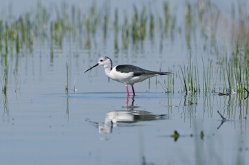 reflection  black-winged stilt .Himantopus himantopus