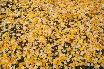 イチョウの落ち葉