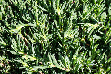 Close-Up of Vibrant Green Vegetation in Natural Sunlight