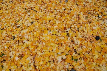 イチョウの落ち葉