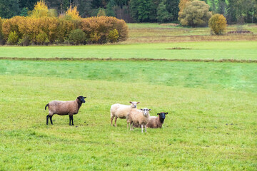 Small group of sheep grazing on a green meadow in Bavaria with early autumn colors.