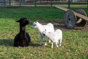 Naklejka premium young goat kids making friends with a pretty black alpaca with a seesaw in the background