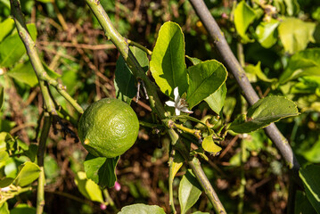 Fresh Green Lime On Citrus Tree Branch With Leaves And White Blossom In Sunlight