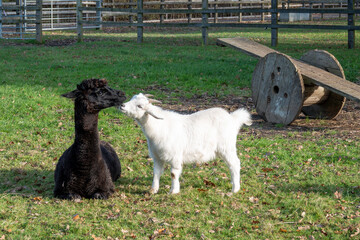 Naklejka premium young goat kid making friends with a pretty black alpaca with a seesaw in the background