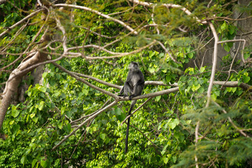 German langurs are feeding in the forest. Rare primates in the Vietnamese jungle. Langurs in the rainforest.