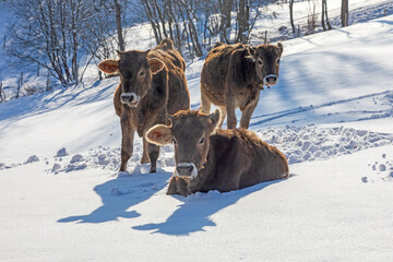 Kühe im Schnee - Allgäu - Schumpen - Winter - Kälbchen