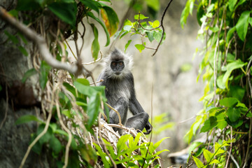 German langurs are feeding in the forest. Rare primates in the Vietnamese jungle. Langurs in the rainforest.