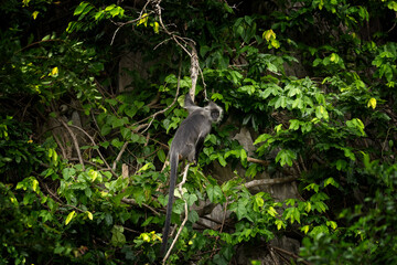 German langurs are feeding in the forest. Rare primates in the Vietnamese jungle. Langurs in the rainforest.