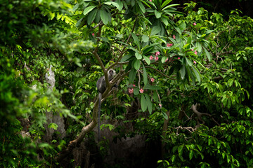 German langurs are feeding in the forest. Rare primates in the Vietnamese jungle. Langurs in the rainforest.