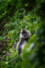 German langurs are feeding in the forest. Rare primates in the Vietnamese jungle. Langurs in the rainforest.