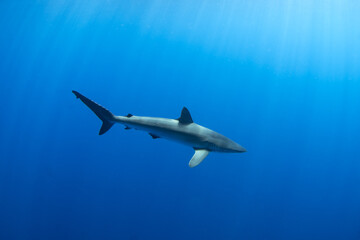 Silky sharks near Cabo in Baja California. Sharks swim in the blue tropical waters. Swimming with common sharks in Mexico.