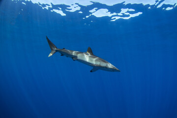Silky sharks near Cabo in Baja California. Sharks swim in the blue tropical waters. Swimming with...